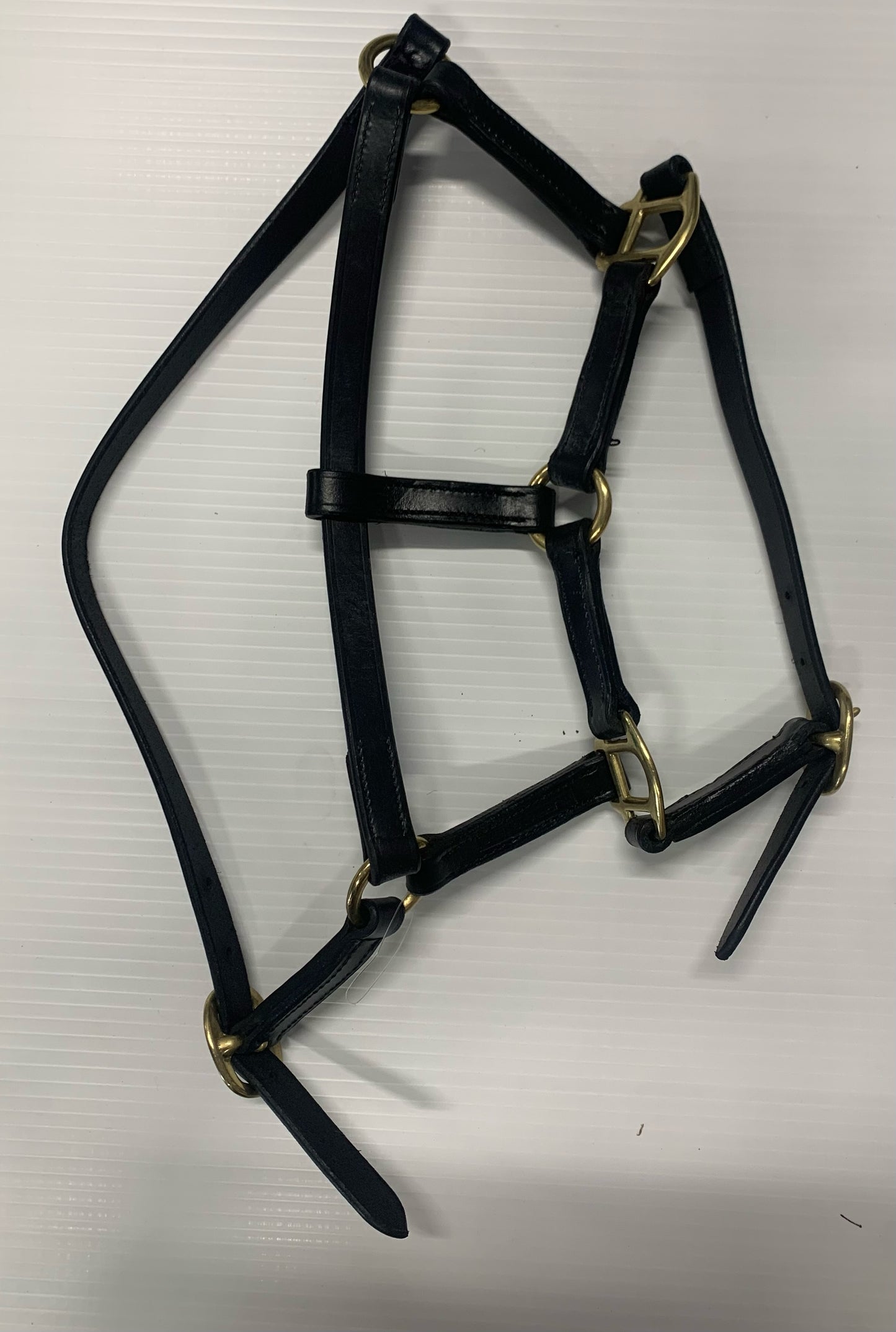 TM Leather Halter Foal 1