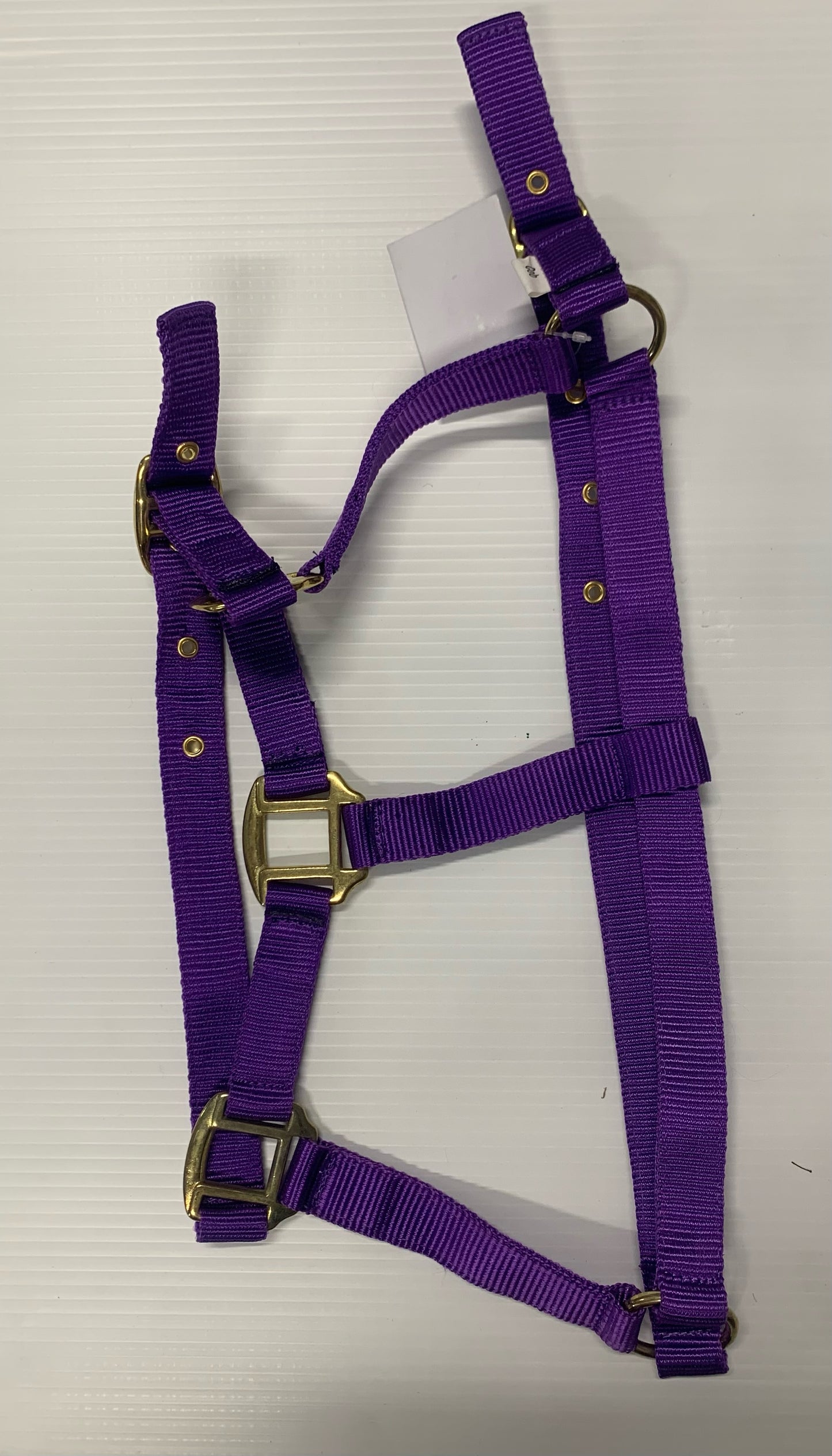 purple economy headcollar cob